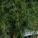 Borievka prostredná (Juniperus x Media) ´PFITZERIANA´(-30°C) - 200-250 cm, kont.150L - viackmenný